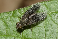 Platystoma
