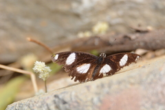 Hypolimnas misippus