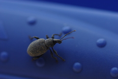 Otiorhynchus sulcatus