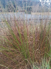 Juncus patens