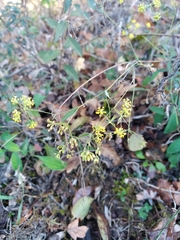 Bupleurum