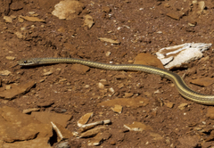 Masticophis taeniatus taeniatus
