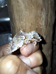 Thiacidas alboporphyrea