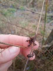 Juncus patens