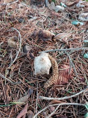Chlorophyllum rhacodes