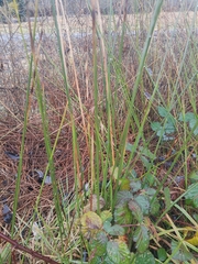 Juncus patens