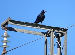 Corvus corone corone