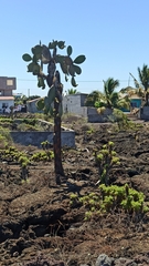 Opuntia galapageia