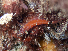Tripterygion melanurus