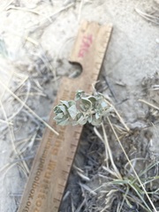Atriplex saccaria