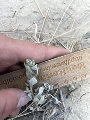 Atriplex saccaria