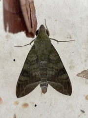 Nephele comma
