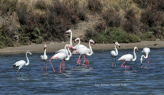 Phoenicopterus roseus