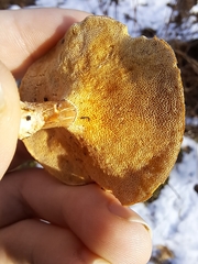 Lentinus brumalis