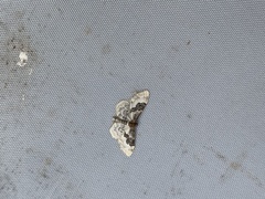 Idaea rusticata
