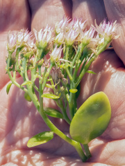 Hylotelephium spectabile