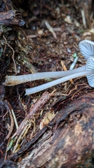 Mycena maculata