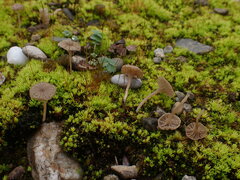 Arrhenia rickenii