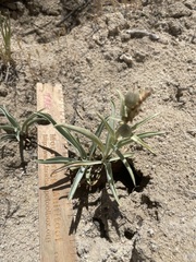 Penstemon angustifolius