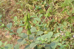 Crotalaria verrucosa