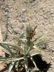 Penstemon angustifolius