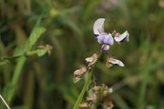 Crotalaria verrucosa
