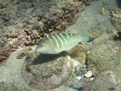 Halichoeres notospilus