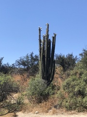 Trichocereus chiloensis