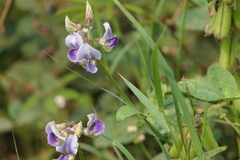 Crotalaria verrucosa