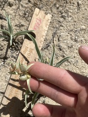 Penstemon angustifolius