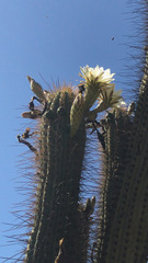 Trichocereus chiloensis