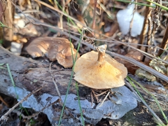 Lentinus brumalis