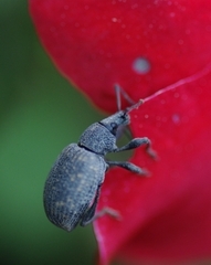 Otiorhynchus sulcatus