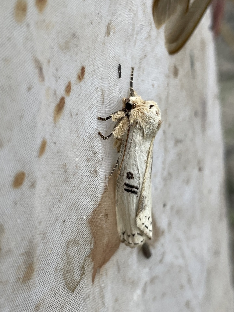 Elaphrodes