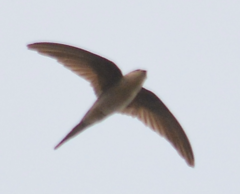 Cypsiurus balasiensis