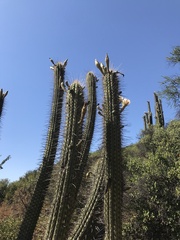 Trichocereus chiloensis