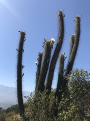 Trichocereus chiloensis