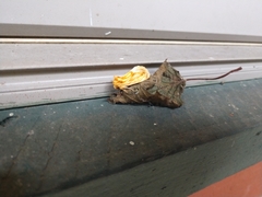 Cirrhophanus triangulifer