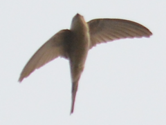 Cypsiurus balasiensis
