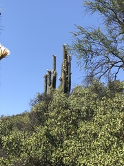 Trichocereus chiloensis