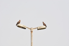 Milvus migrans