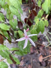 Chamaeclitandra henriquesiana (Chamaeclitandra henriquesiana)