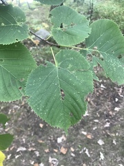 Tilia americana americana