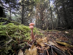Laccaria amethysteo-occidentalis