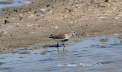 Calidris alpina