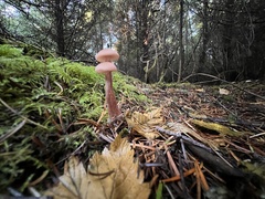 Laccaria amethysteo-occidentalis