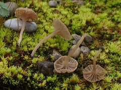 Arrhenia rickenii