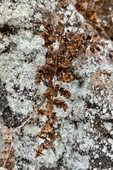 Cystopteris bulbifera