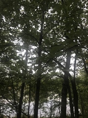 Tilia americana americana