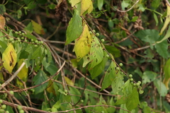 Bridelia montana